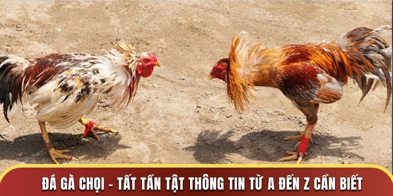 Đá Gà Chọi - Tất Tần Tật Thông Tin Từ A Đến Z Cần Biết