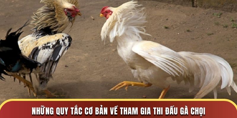 Những quy tắc cơ bản về tham gia thi đấu gà chọi