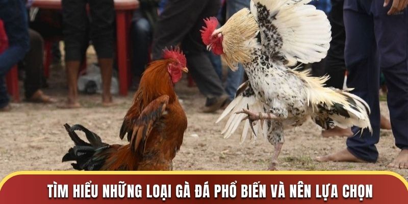 Tìm hiểu những loại gà đá phổ biến và nên lựa chọn