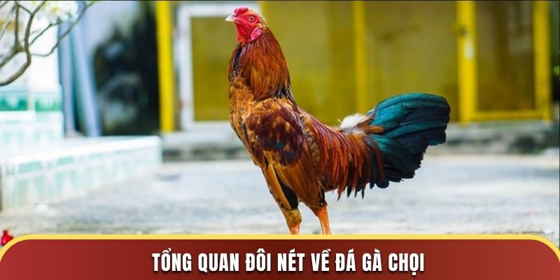 Tổng quan đôi nét về đá gà chọi