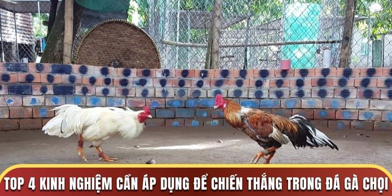 Top 4 kinh nghiệm cần áp dụng để chiến thắng trong đá gà chọi